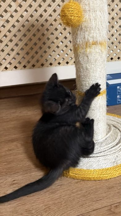 Кошеня хлопчик - 2 місяці безкоштовно