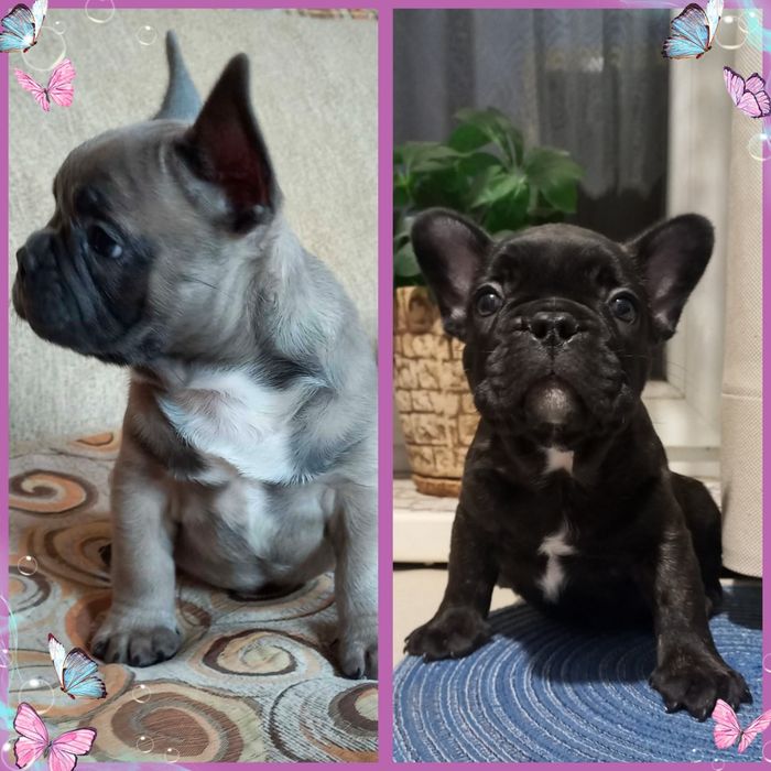 Чарівні бульдожата