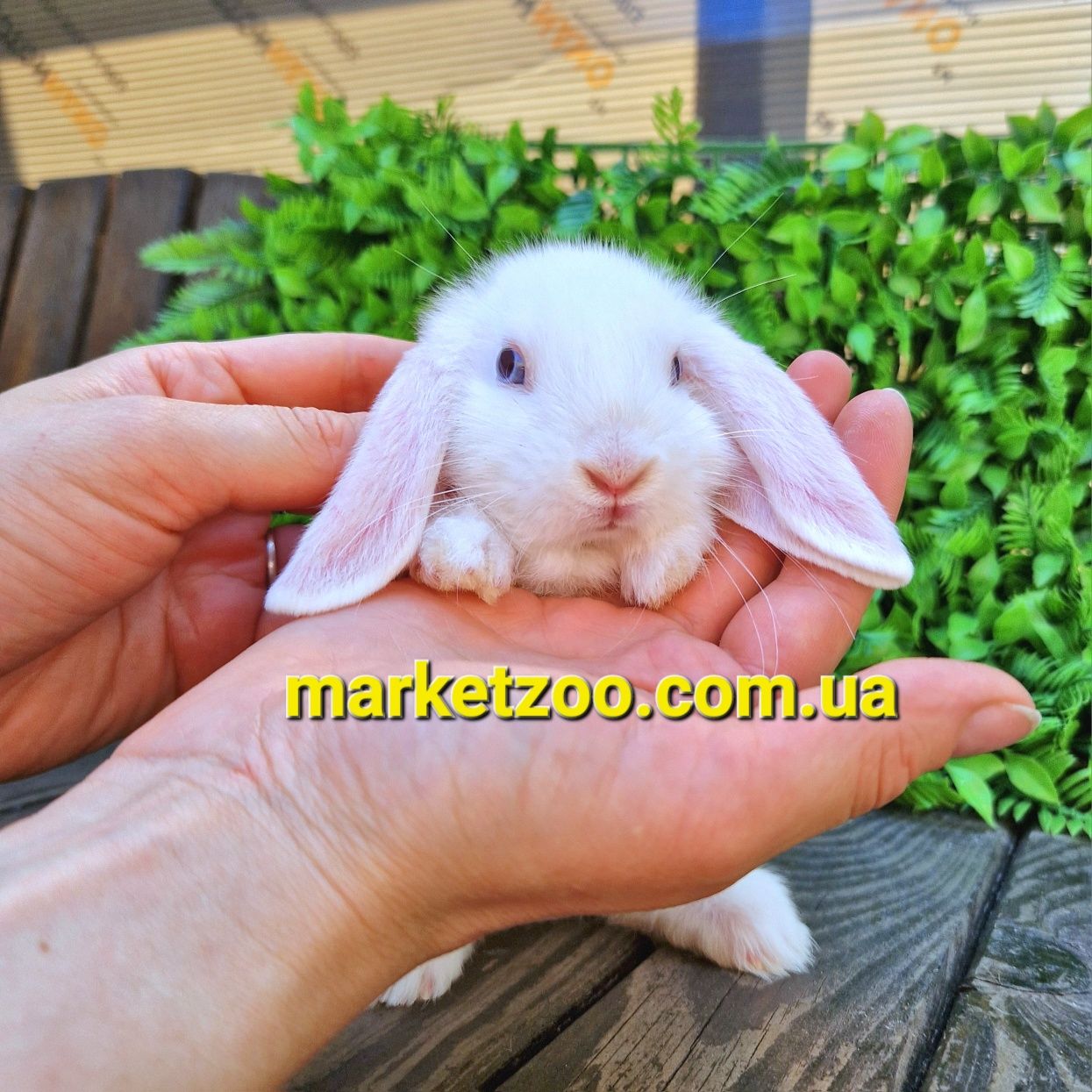 Мини mini lop мiнi кролик кролики карликовые вислоухий баранчик