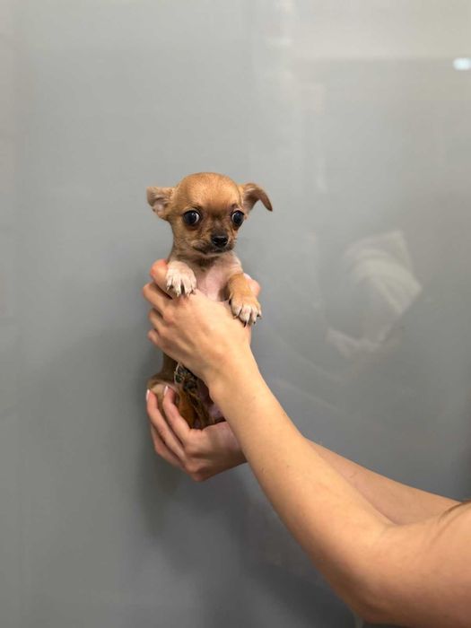 Продажа девочки чихуахуа (мини)