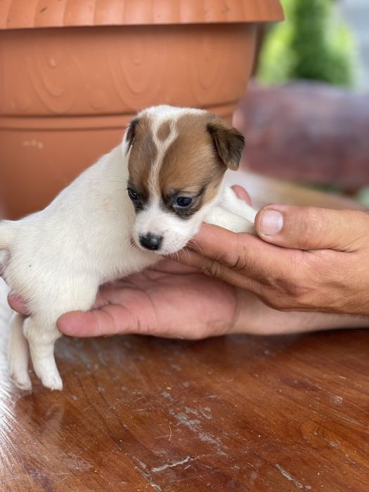 Малятка джеки