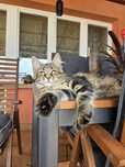 Maine coon kotka