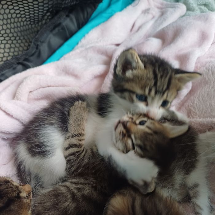 Котята в хорошие руки Невские маскарадные.