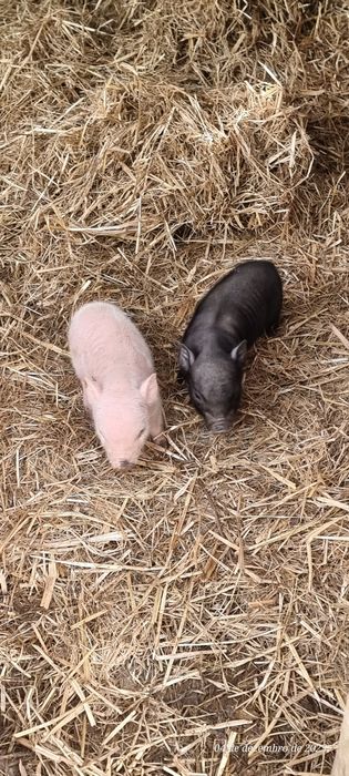 Porquinhos vietnamitas