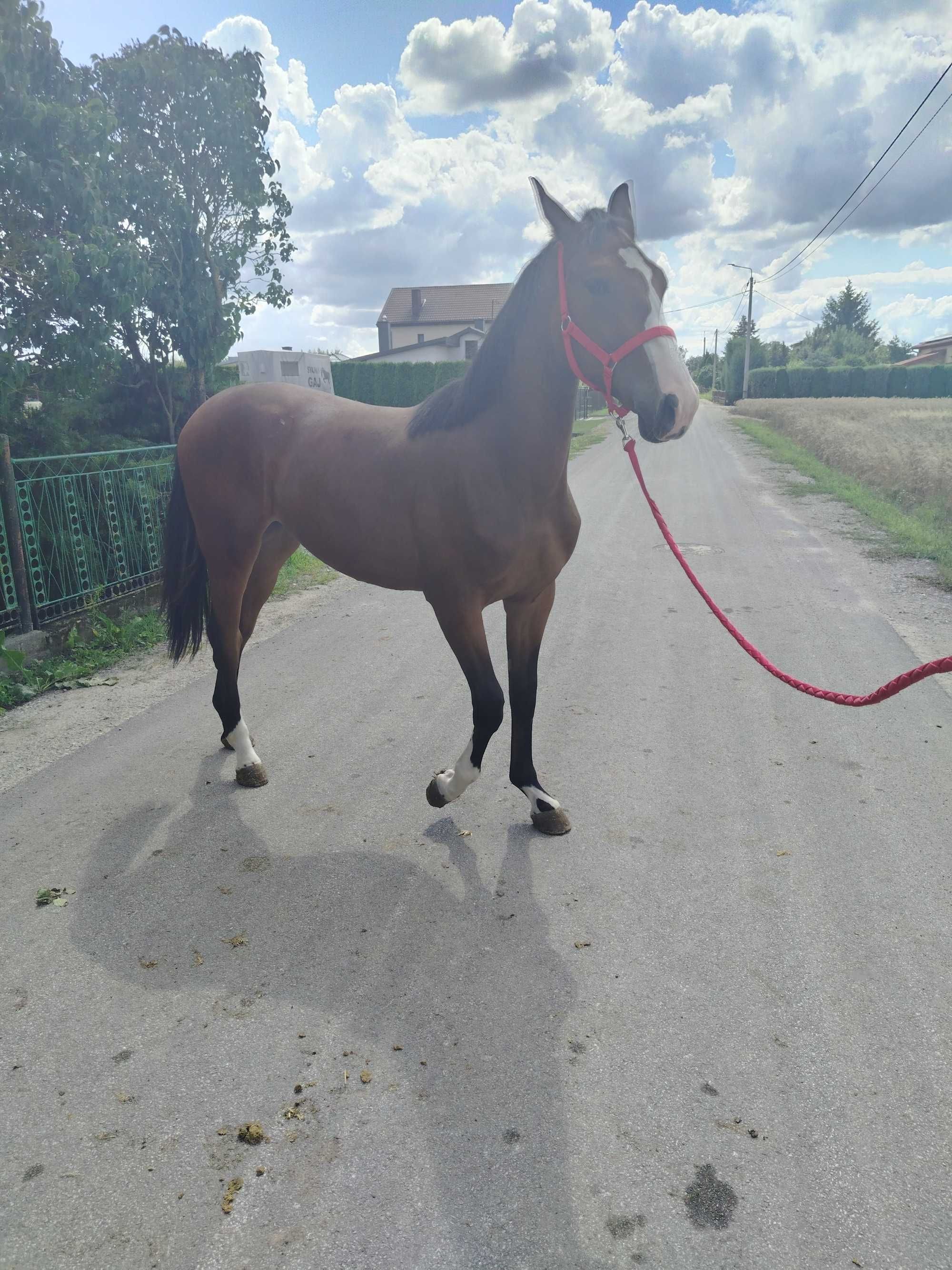 Sprzedam Piękną Źrebicę - LARA