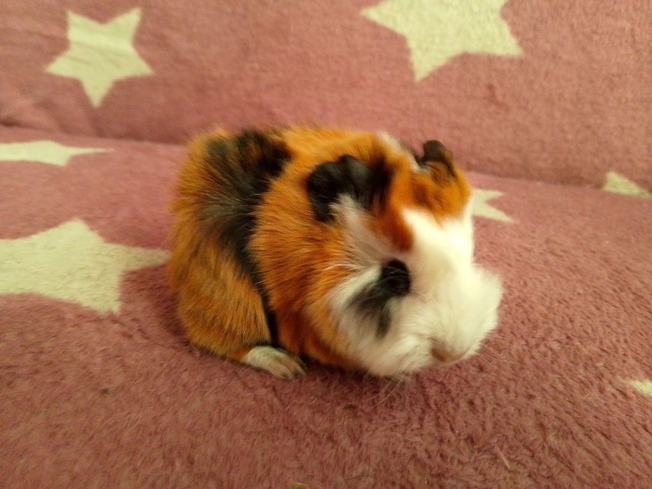 Świnka morska mix peruwianka ( samiec)