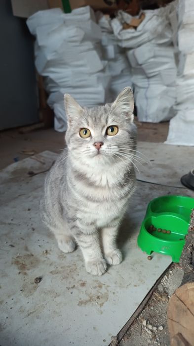 Котеня  дівчинка в дбайливі руки.