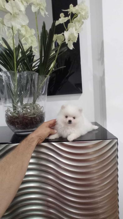 Spitz Anão ou Lulu da Pomerânia  MACHO  BRANCO   com LOP e AFIXO