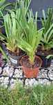 Sadzonka kępka Trytoma groniasta Kniphofia