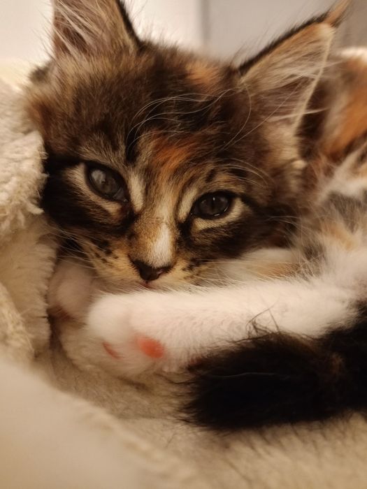 Kotka Maine Coon Rodowód FPL