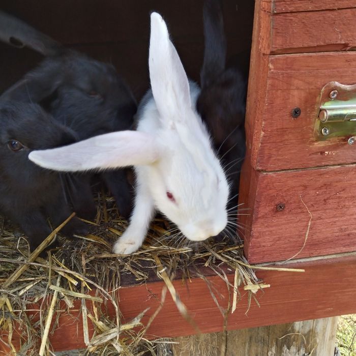 Króliki młode 4szt