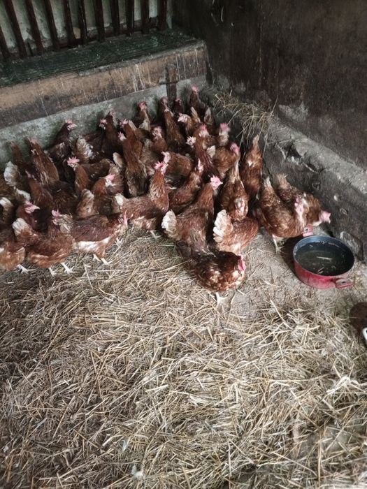 Kury nioski bardzo ładnie