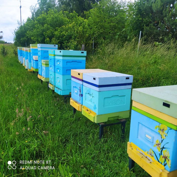 rodziny pszczele dadant