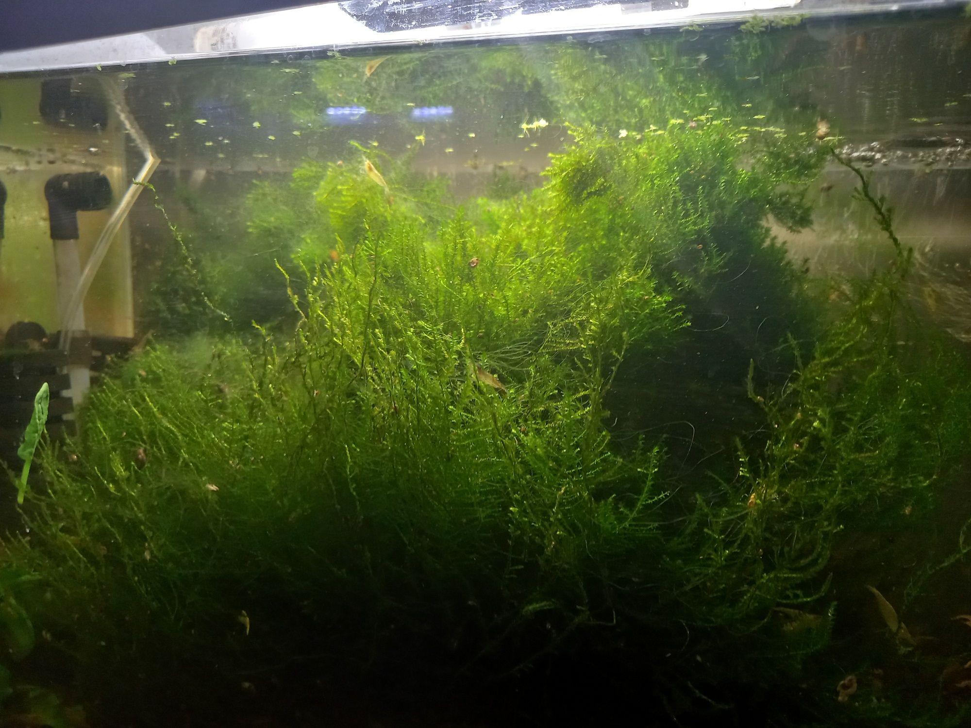 Mech do krewetkarium akwarium