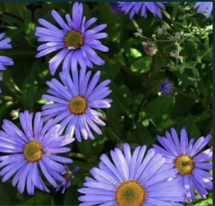 Продам хризонтеми шаровидная. Хрезонтема мультифлора. Хризантема.