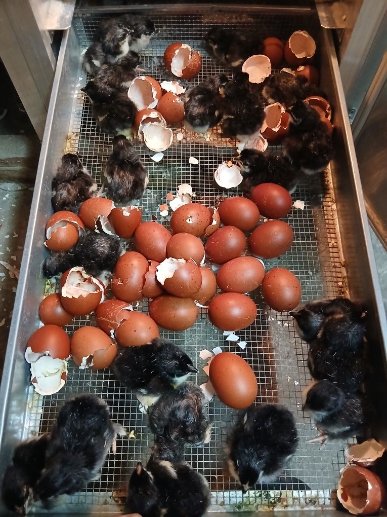 Pisklęta marans, araucana, vorwerk, lakenfelder, silka,wayendotte