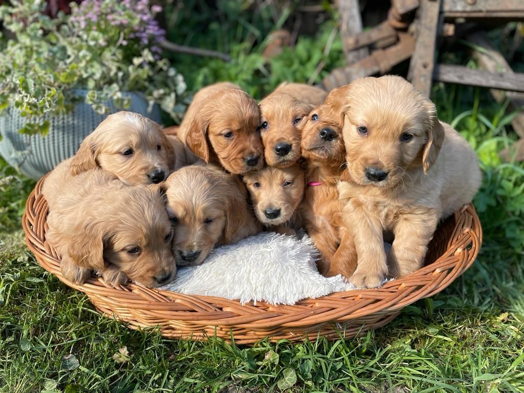 Golden Retriever reproduktor krycie Młodzieżowy Champion Polski