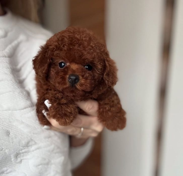 Хлопчик той пудель, мінні