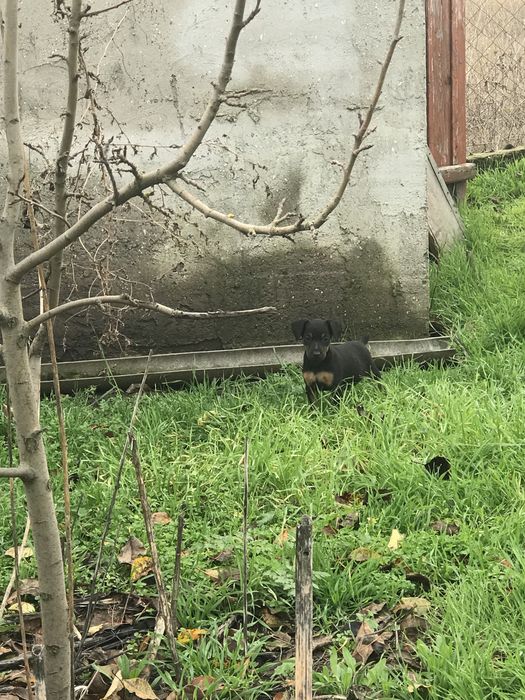 Продам щенков ягдтерьера