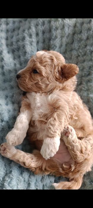 Bichpoo Cavapoo Pudel Toy
