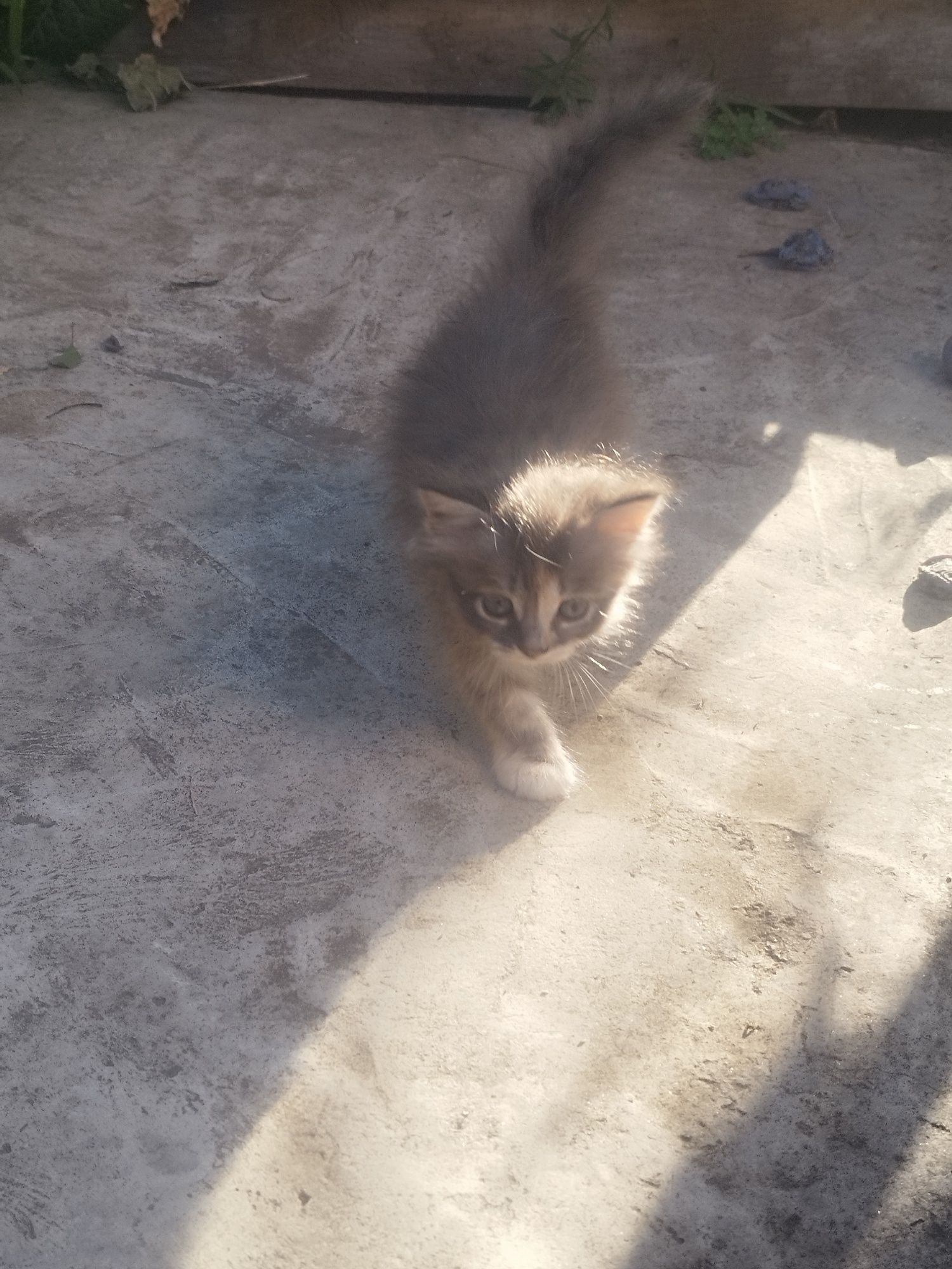 Віддам кошеня безкоштовно