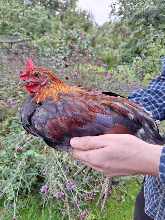 Koguty rasy Zielononóżka (18-tygodni)