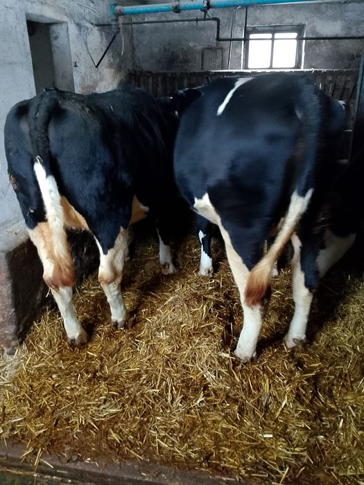 Sprzedam jałówki wysokocielne