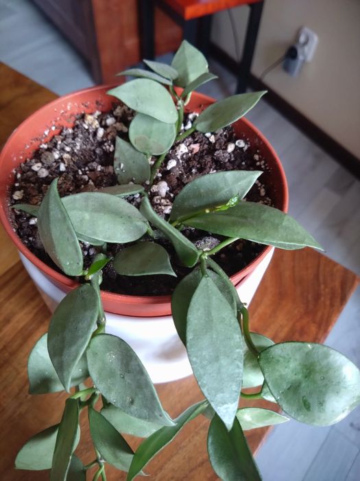 Hoja  krohniana silver eskimo