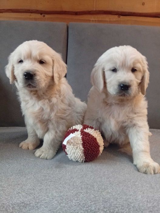 Szczenię golden retriever do odbioru samiec