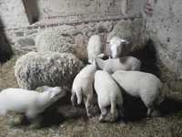 Owce matki z jagniętami
