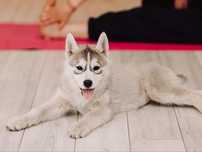Urocza Hexa sunia Siberian Husky suczka ciemnooka zkwp fci