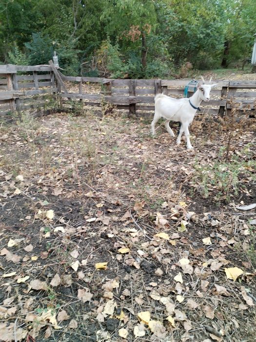 Кози, молоді кізочки