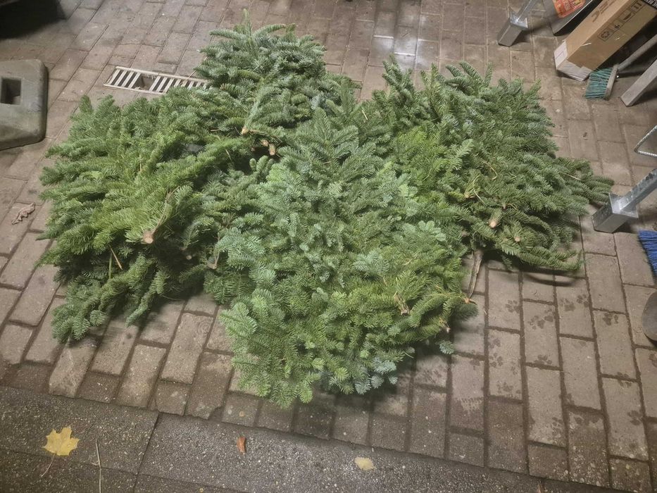 Świeże gałązki jodły nobilis