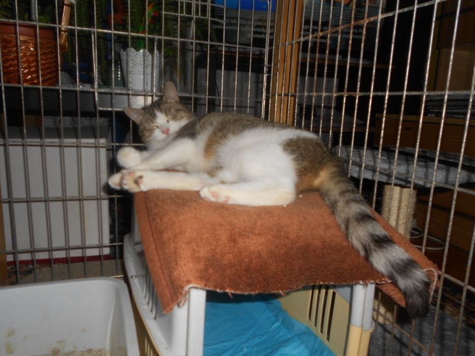 Kotka Megi polecą się do adopcji Wrocław  kicia