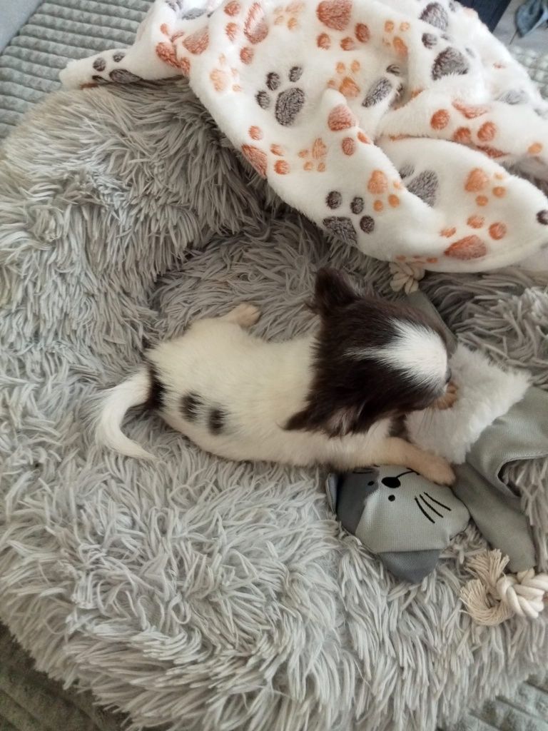 Rodowodowy długowłosy piesek biało-niebieski Chihuahua