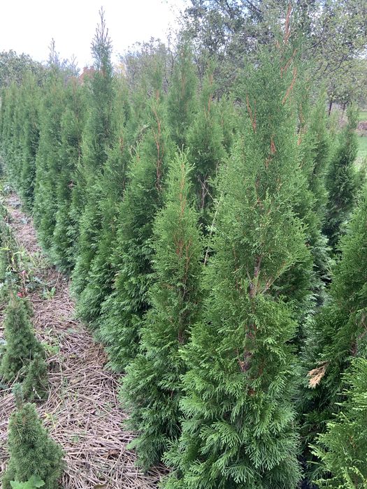 Туя Смарагд ,ялинка Коніка