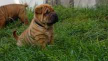 Eter, Rudy Samiec Shar Pei z rodowodem,  rodzice FCI z zagranicy