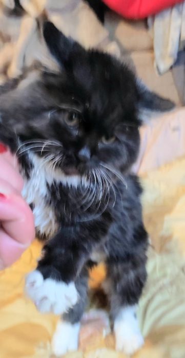 Отдам в хорошие руки