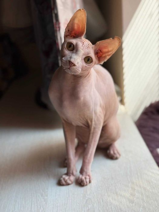 Розовый котик-красавчик с жёлтыми глазками.Гарик, возраст 5+ лет.