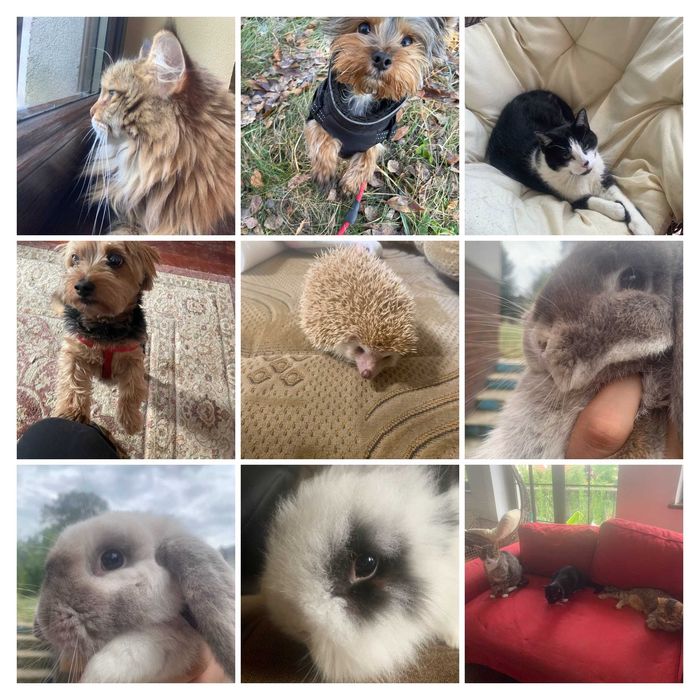 Hotel dla psów, kotów, królików, gryzoni i innych zwierząt