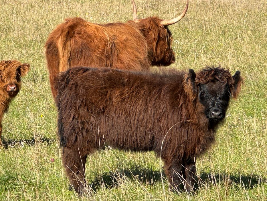 Bydło szkockie, krowa, jałówka tegoroczna, wyjątkowy kolor umaszczenia