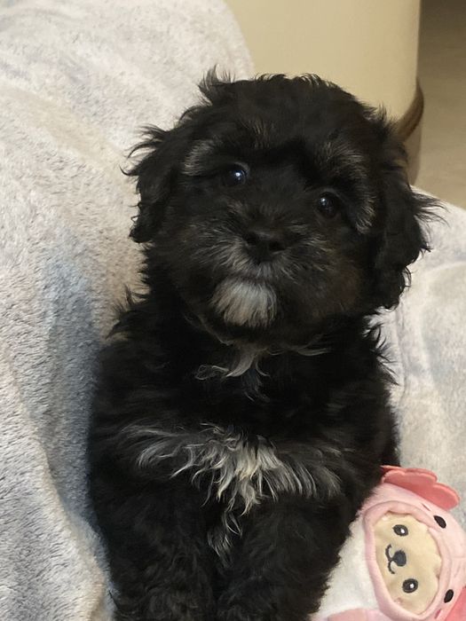 Śilczny piesek Havapoo