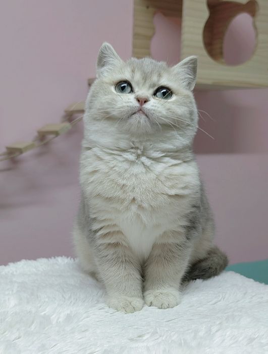 Menina British shorthair blue golden