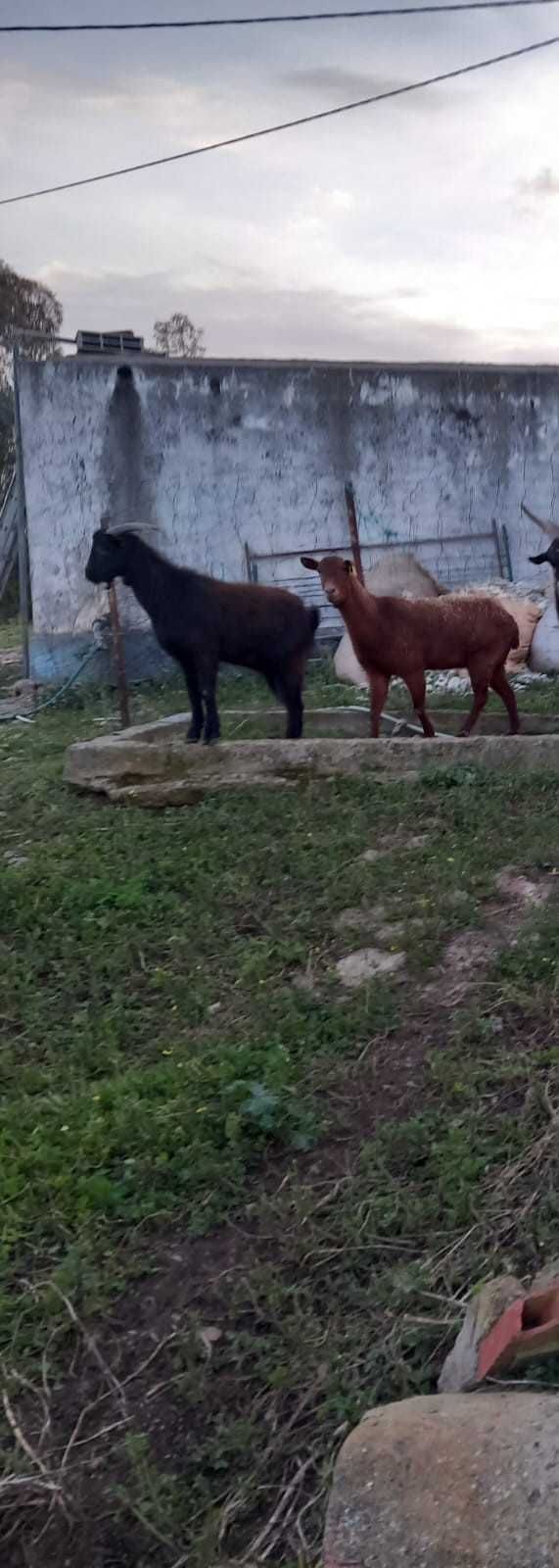 Cabras Murcianas