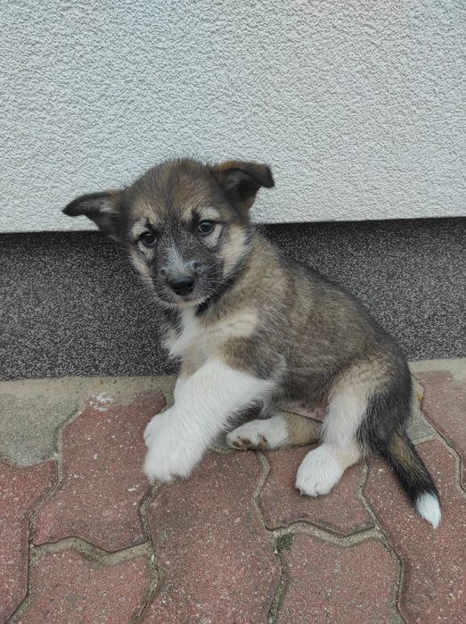 Suczka szczeniak do oddania