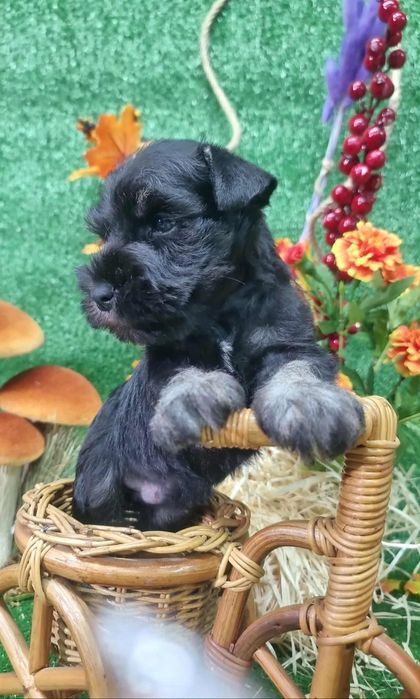 Цуценята цвергшнауцера