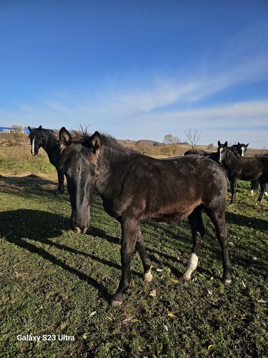 Klaczka śląska kara