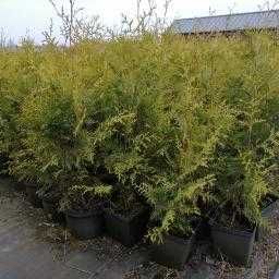 tuje tuja brabant  ok. PIASECZNA