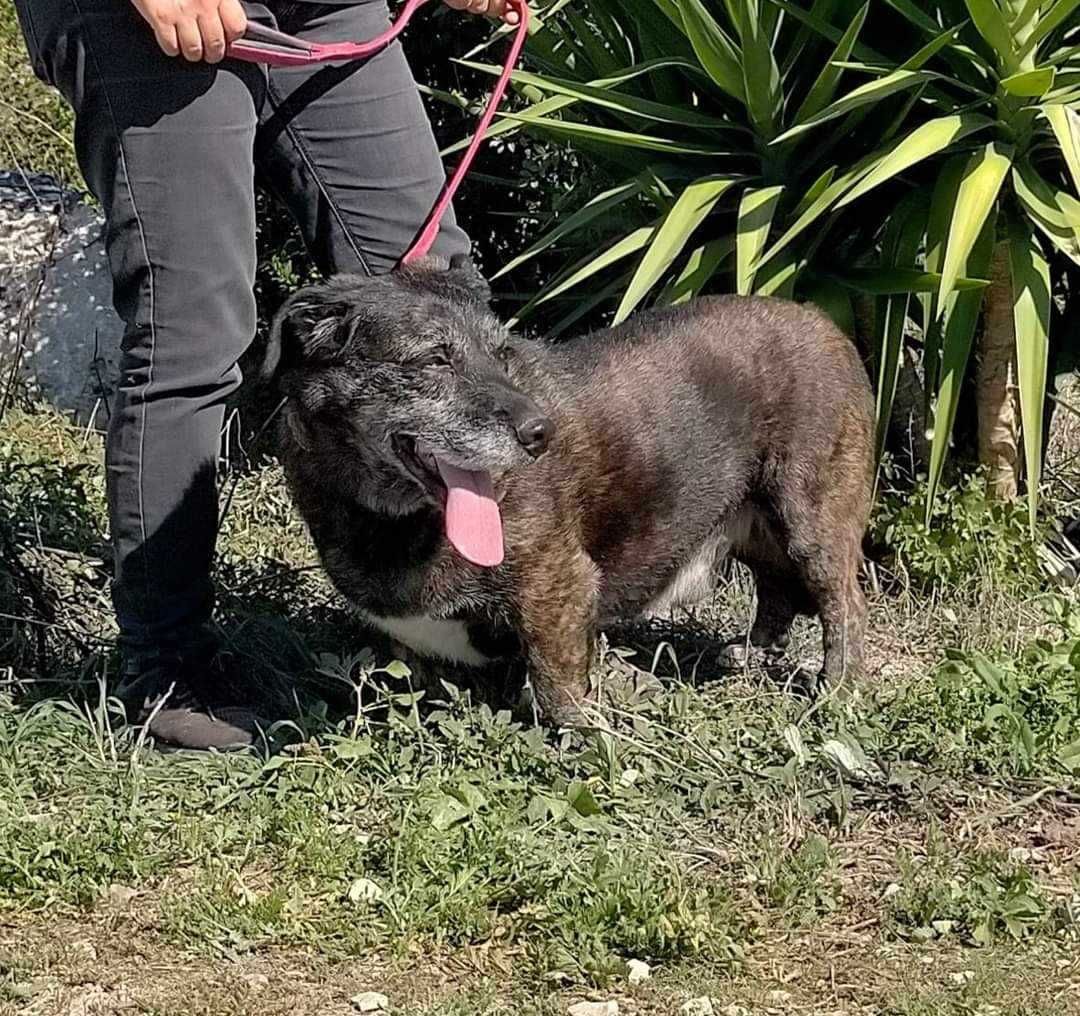 Shrek - cão médio para adoção