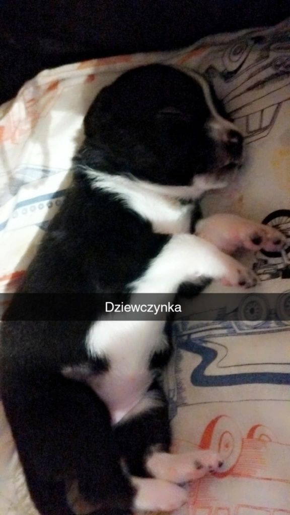 Oddam w dobre ręce